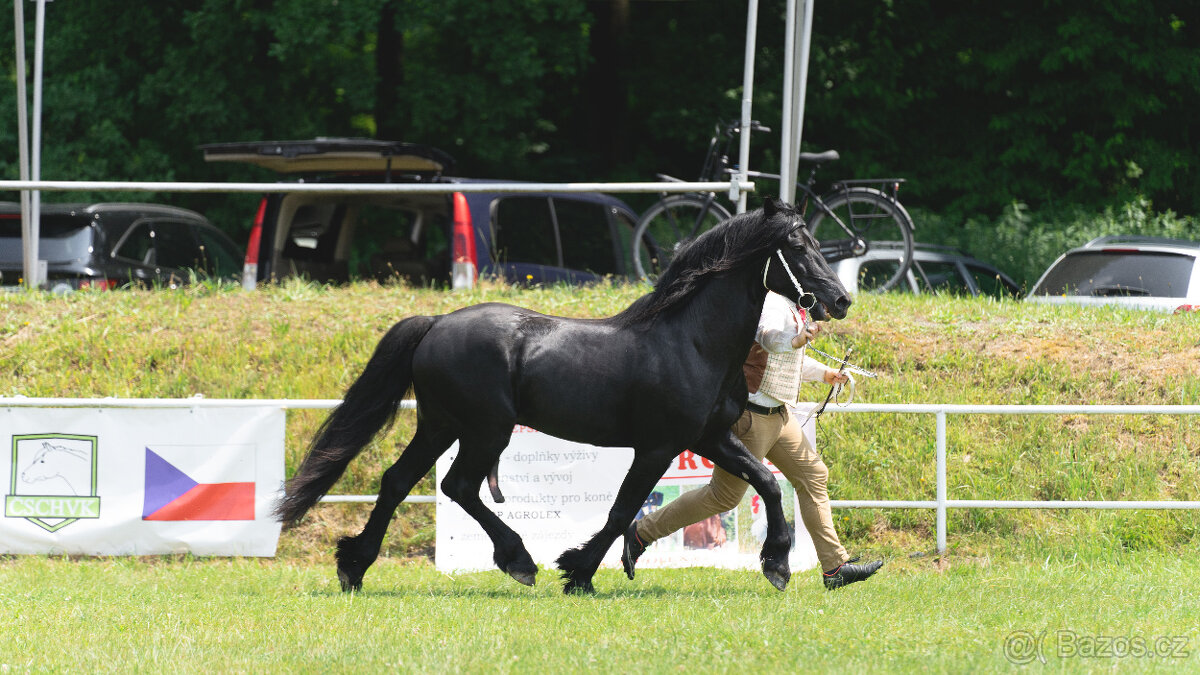 Připouštění černým hřebcem Welsh Cob D - rok 2026 - 2