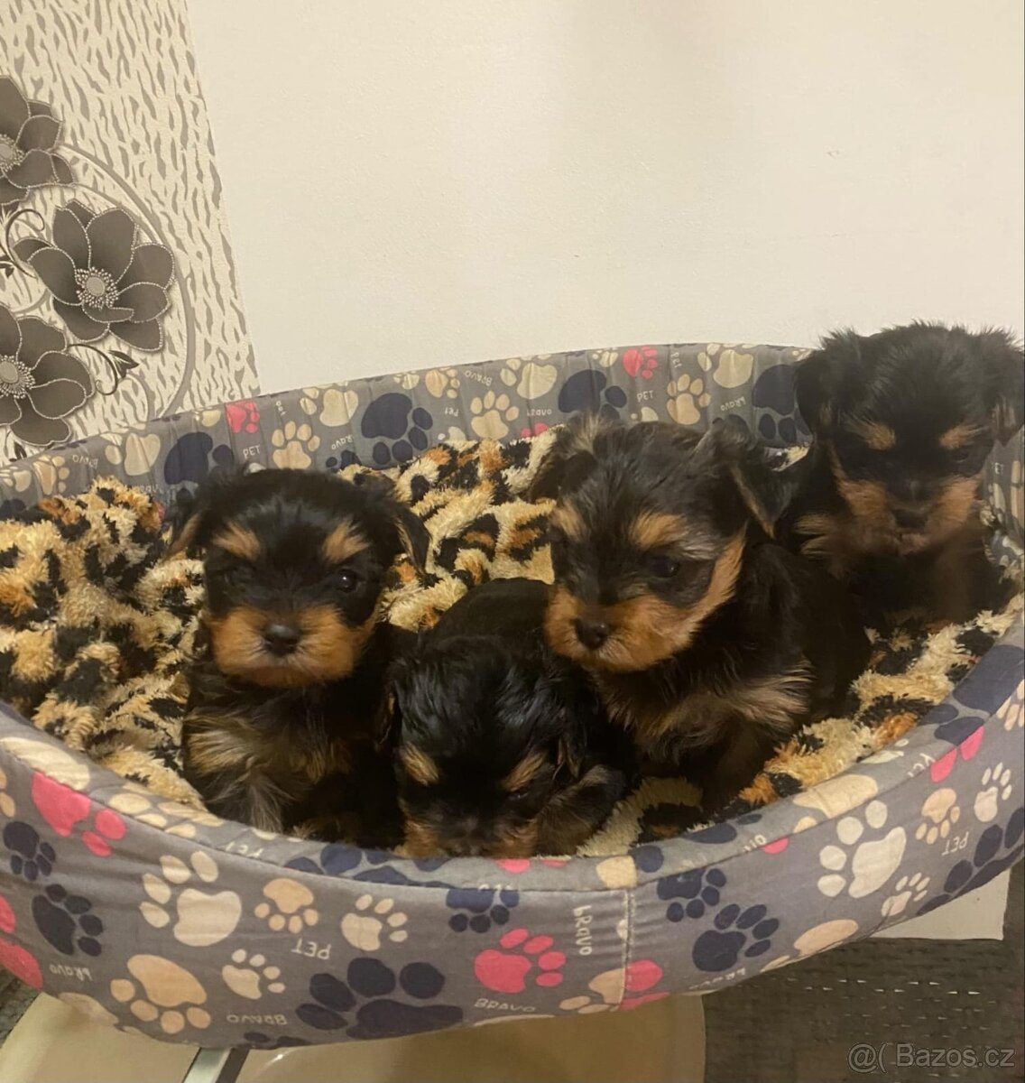 Yorkšírský teriér-Yorkshire Terier - 2