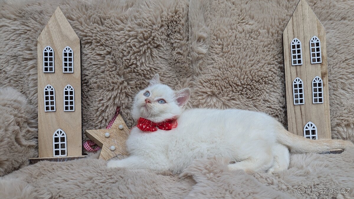 Britská koťata - 2