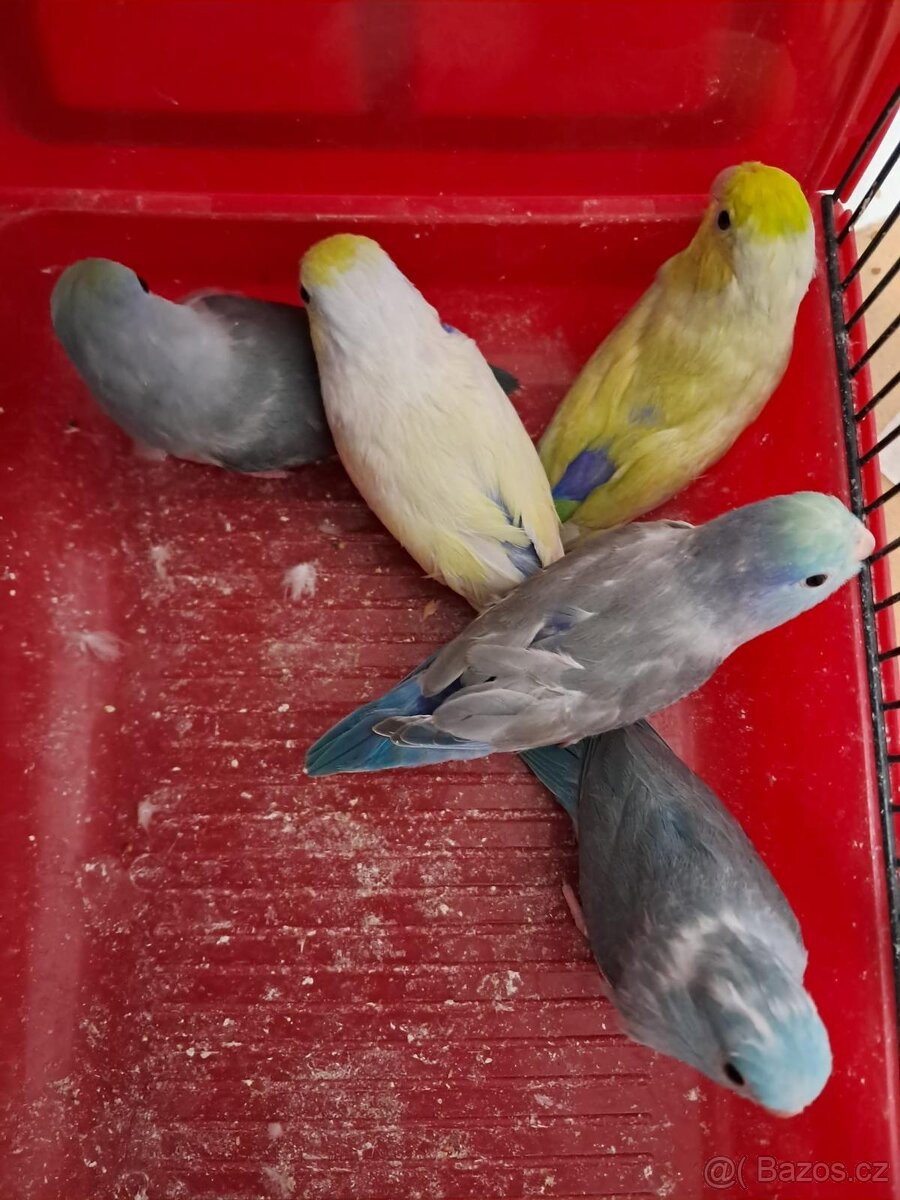 Papoušíček šedokřídlý - 2