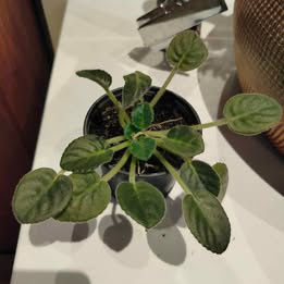 Prodám rostlinu: Africká fialka (Saintpaulia) - 2