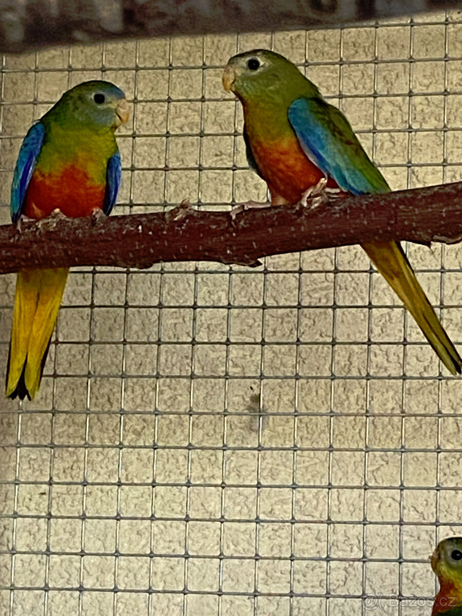 neofema tyrkysová rudobřichá - 2