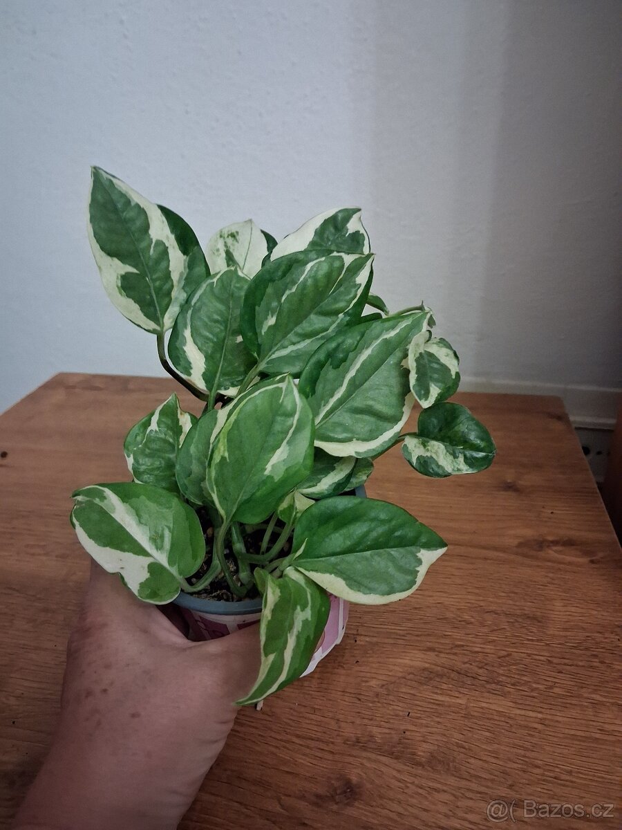 Pokojové rostliny 3 - 2