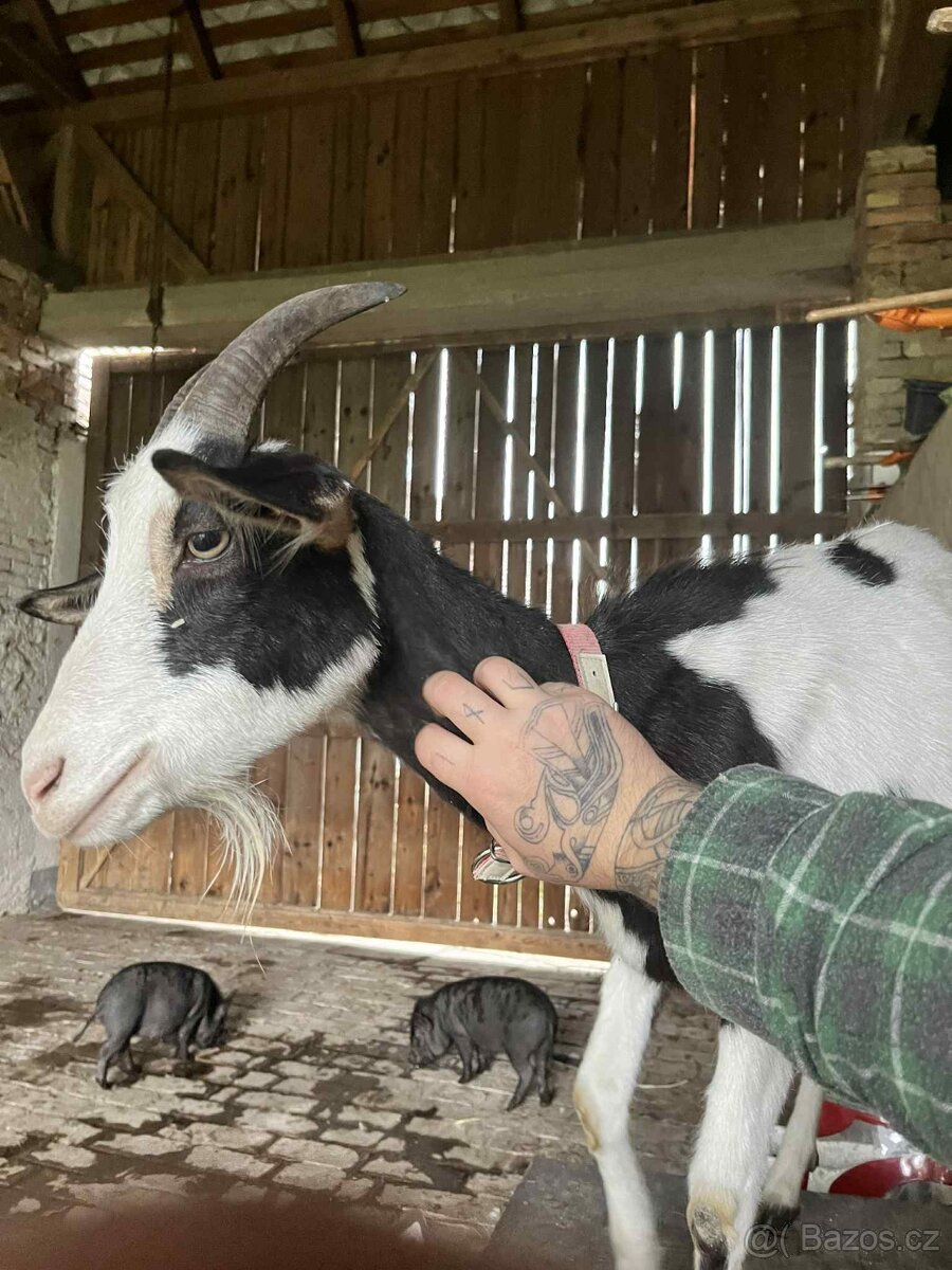 Koza s kozlíkem - 2