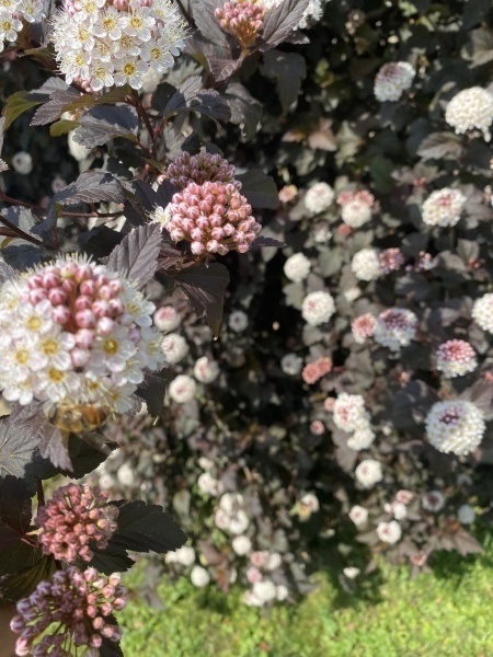 Tavola kalinolistá DIABOLO - 2