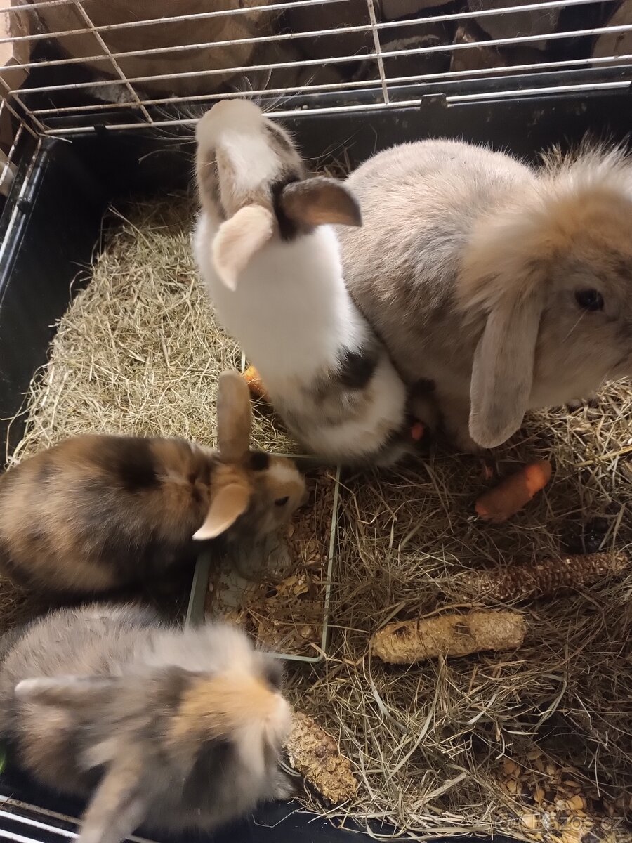 Zakrslý kralík - 2