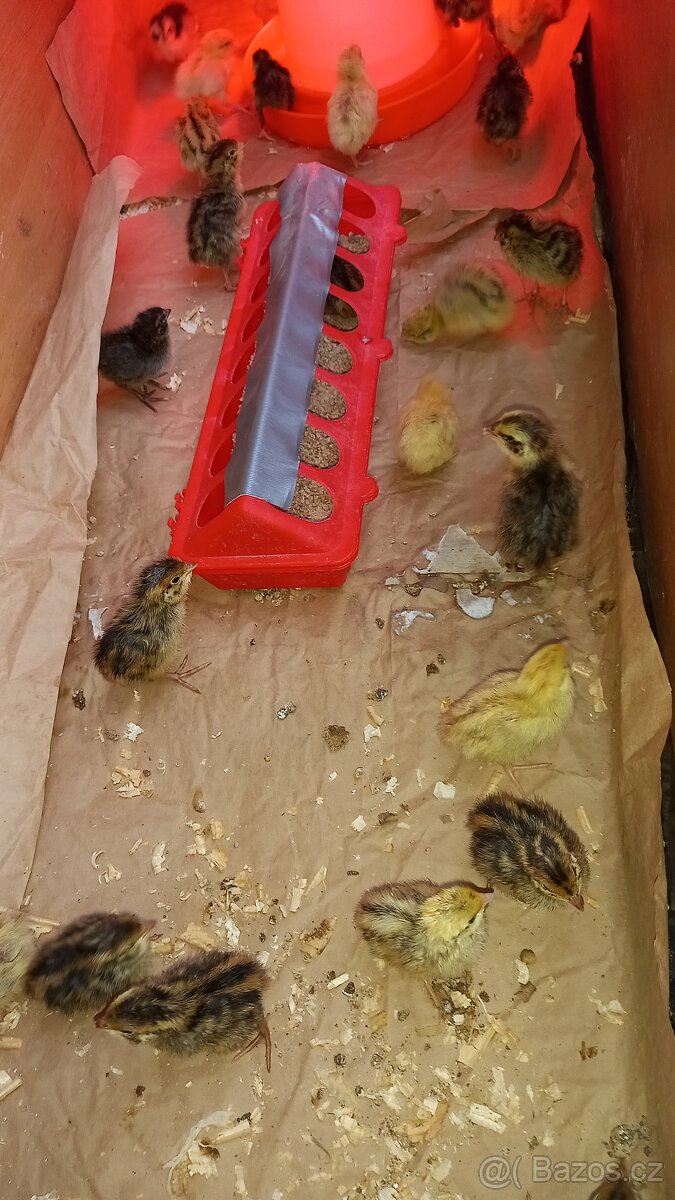 Křepelky mix barev - 2