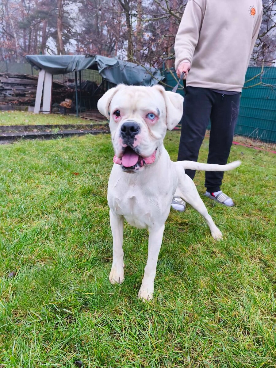 Německý boxer s PP - 2