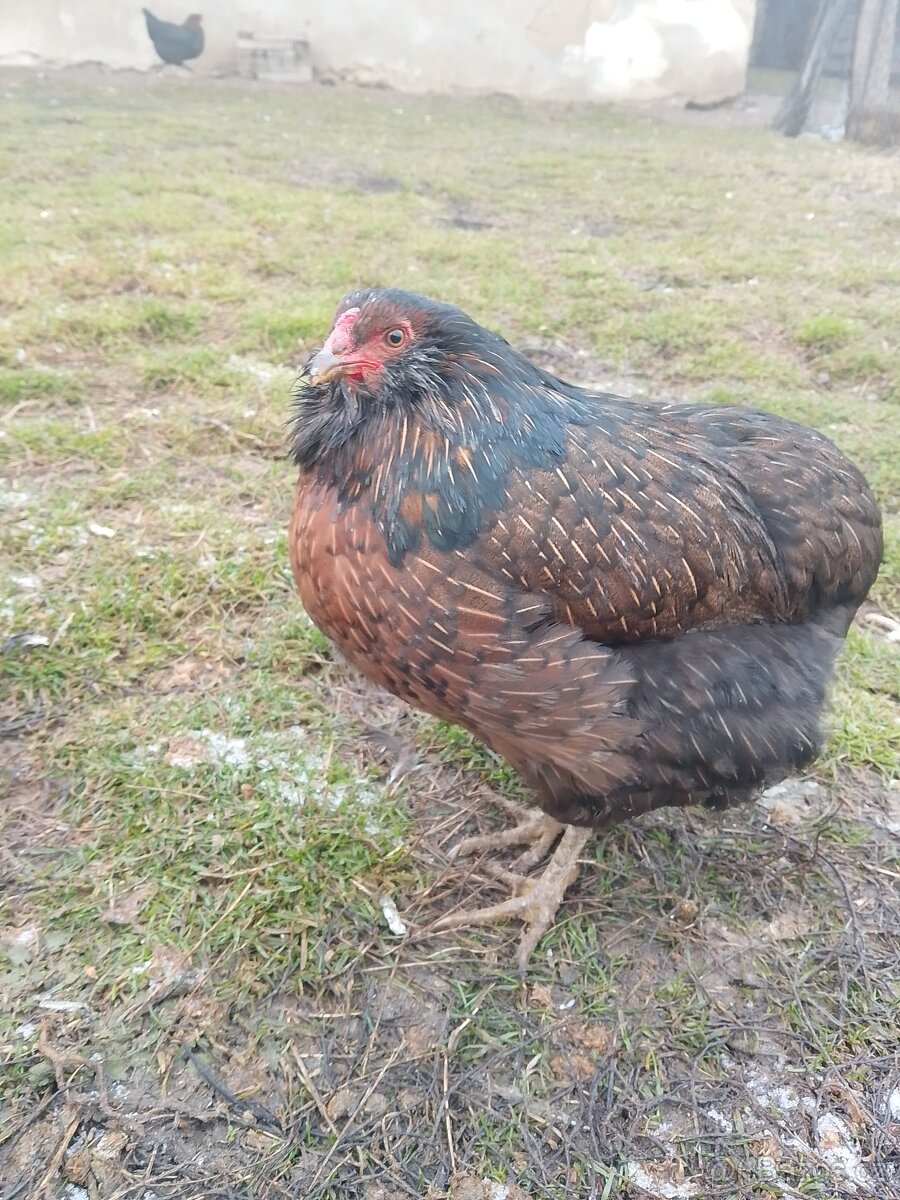 Prodám kuřice Araukany - 2