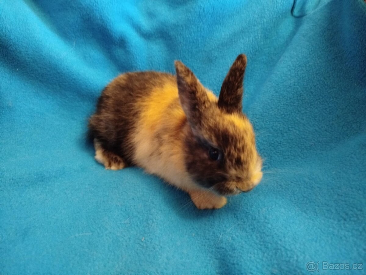 Nabízím zakrslé králíčky - 2