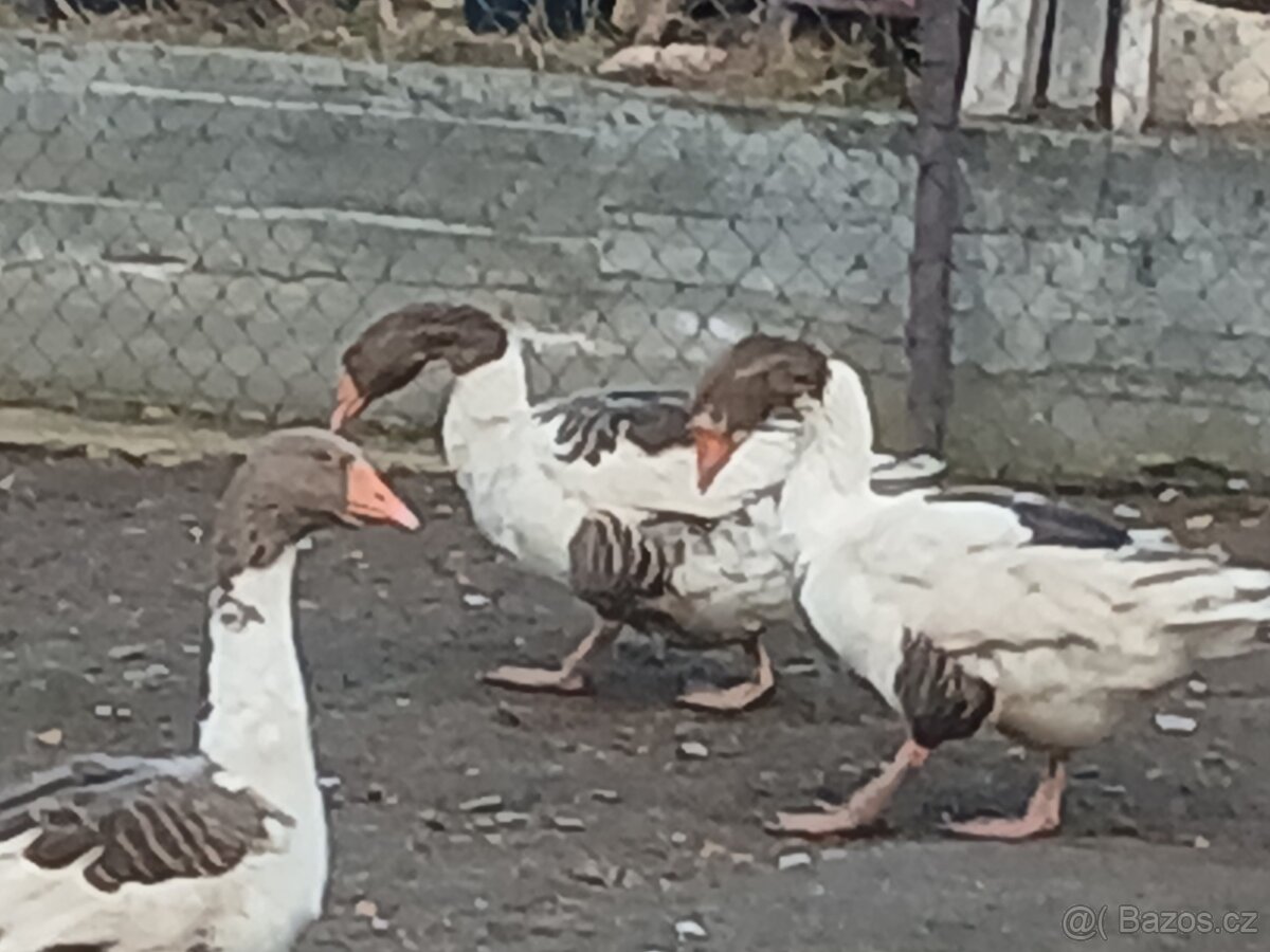 Husy pomořanské - 2