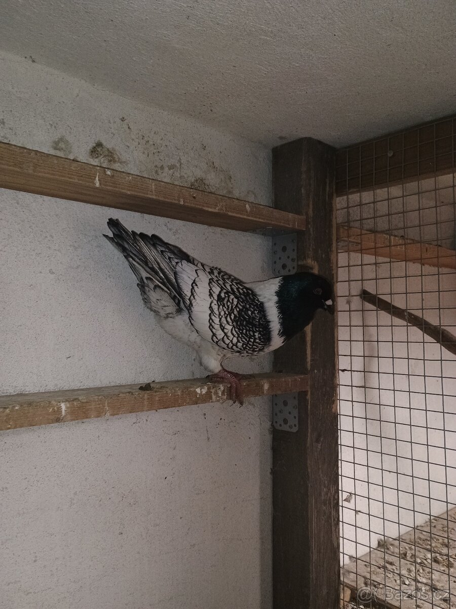Prodám holuba mor.pštrosa - 2