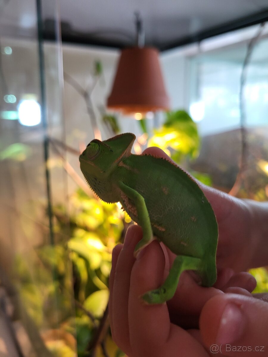Chameleon jemensky - 2