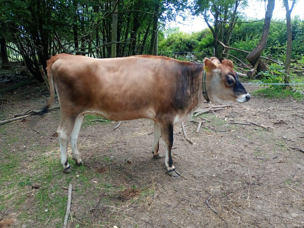 Jalovice jersey - 2