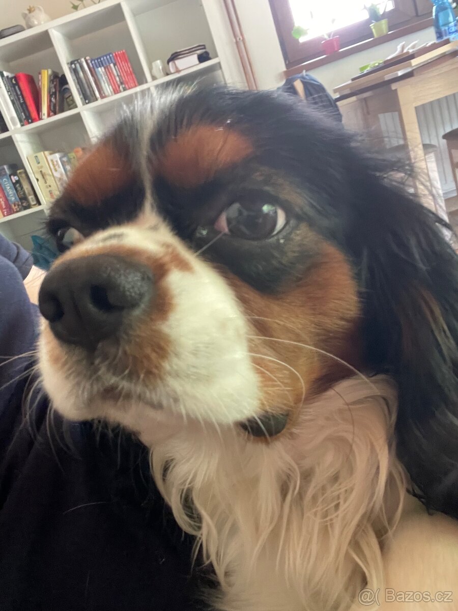 Kavalír king Charles spaniel - 2