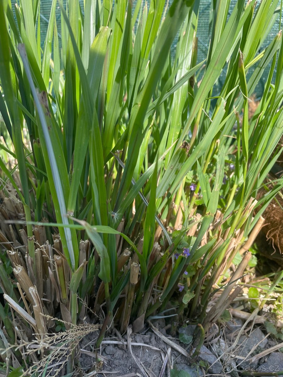 Ozdobnice čínská - 2