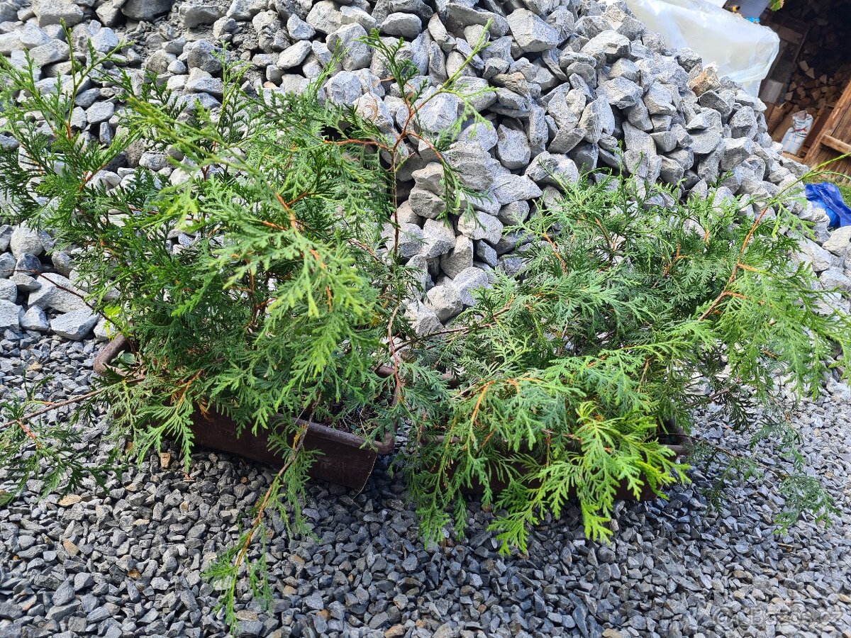 Thuje Zerav na živý plot - 2