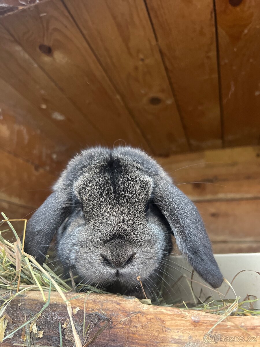 Zakrslý beránek s PP - 2