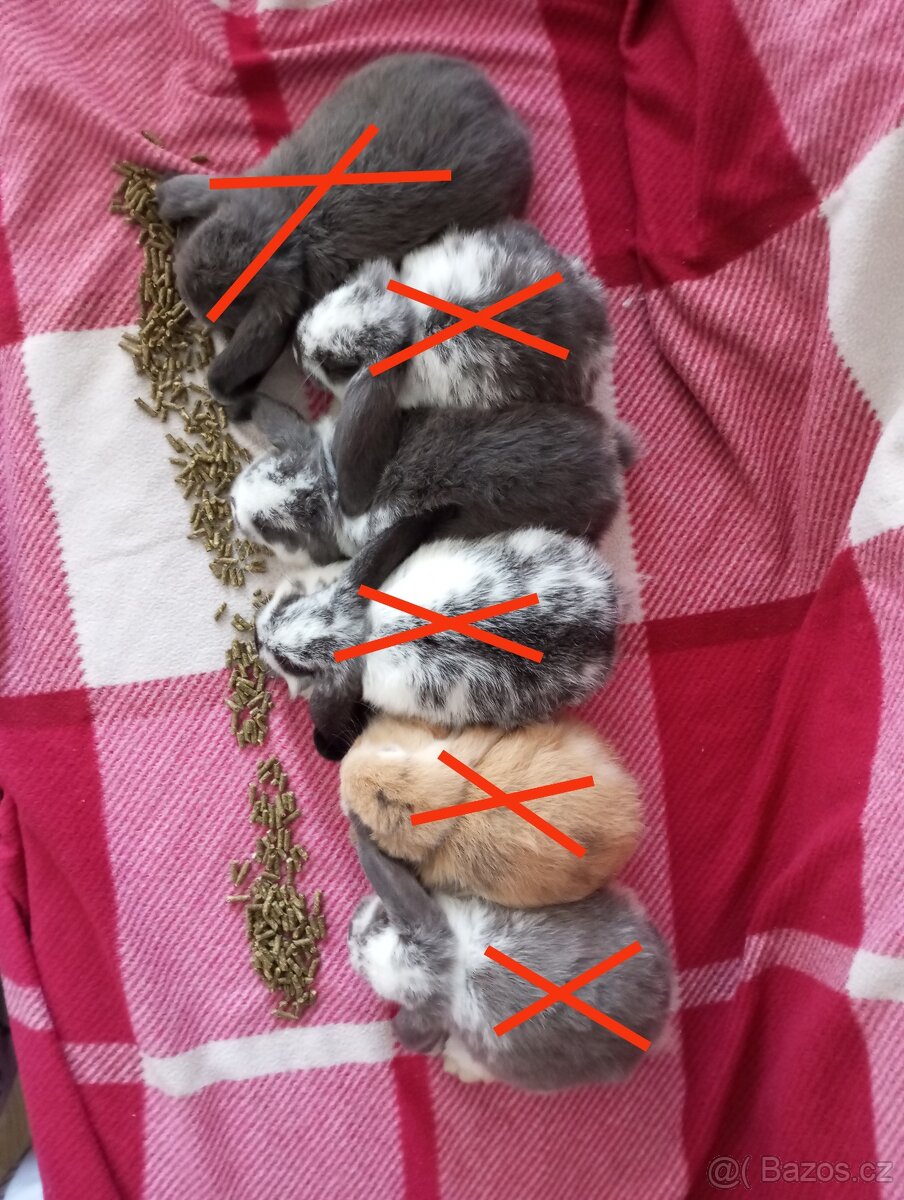 Zakrslý beránek králíček - 2