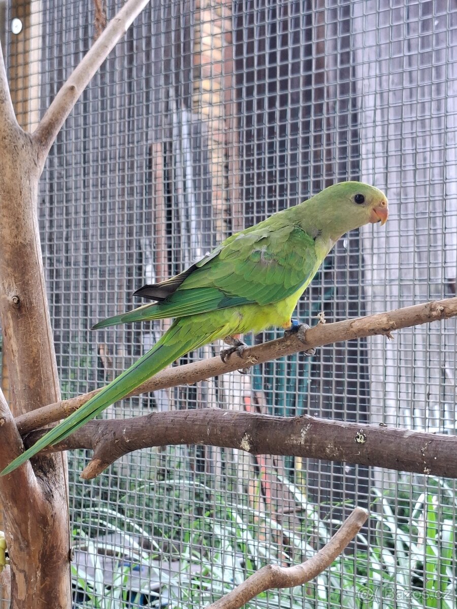 Papoušek nádherný - 2