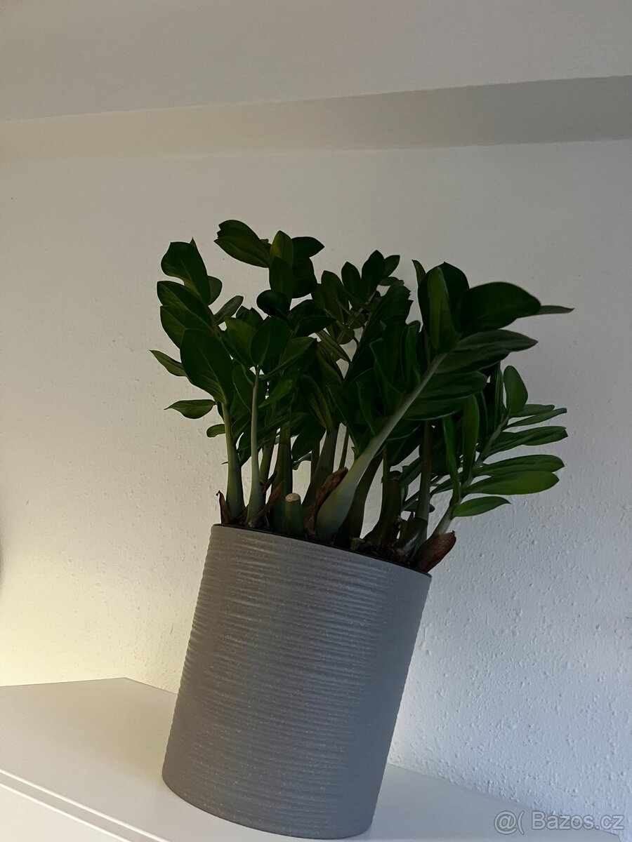 REZERVOVÁNO -Zamiokulkas zamiolistý (Zamioculcas zamiifolia) - 2