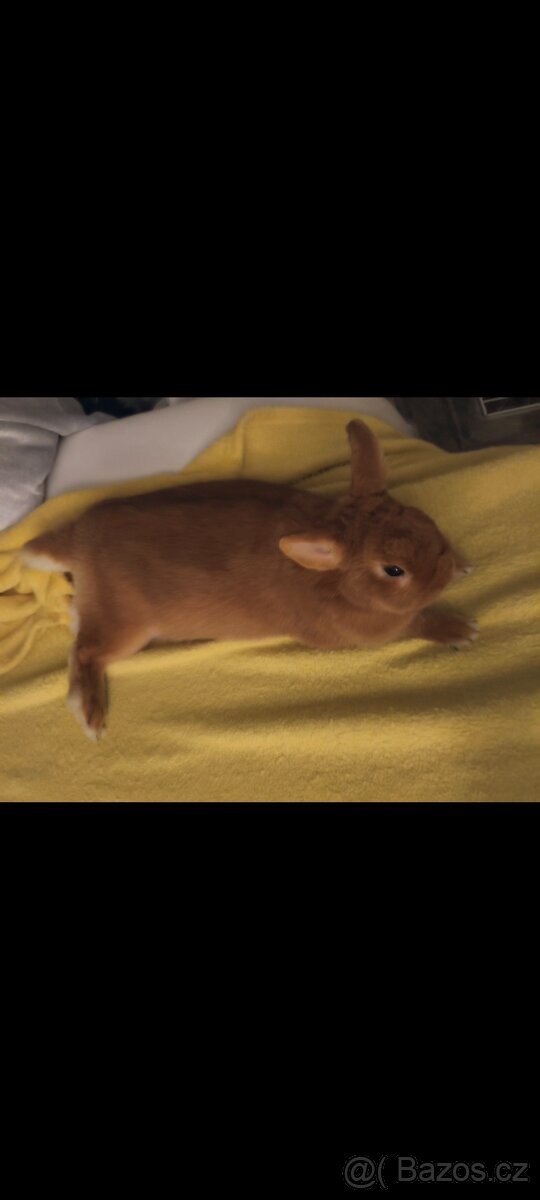 Daruji králíka (spěchá to) - 2