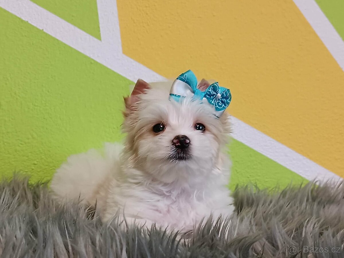 Golddust jorkšírský teriér s PP - pejsek - 2