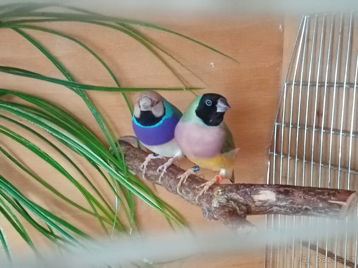 Amadina gouldova. - 2