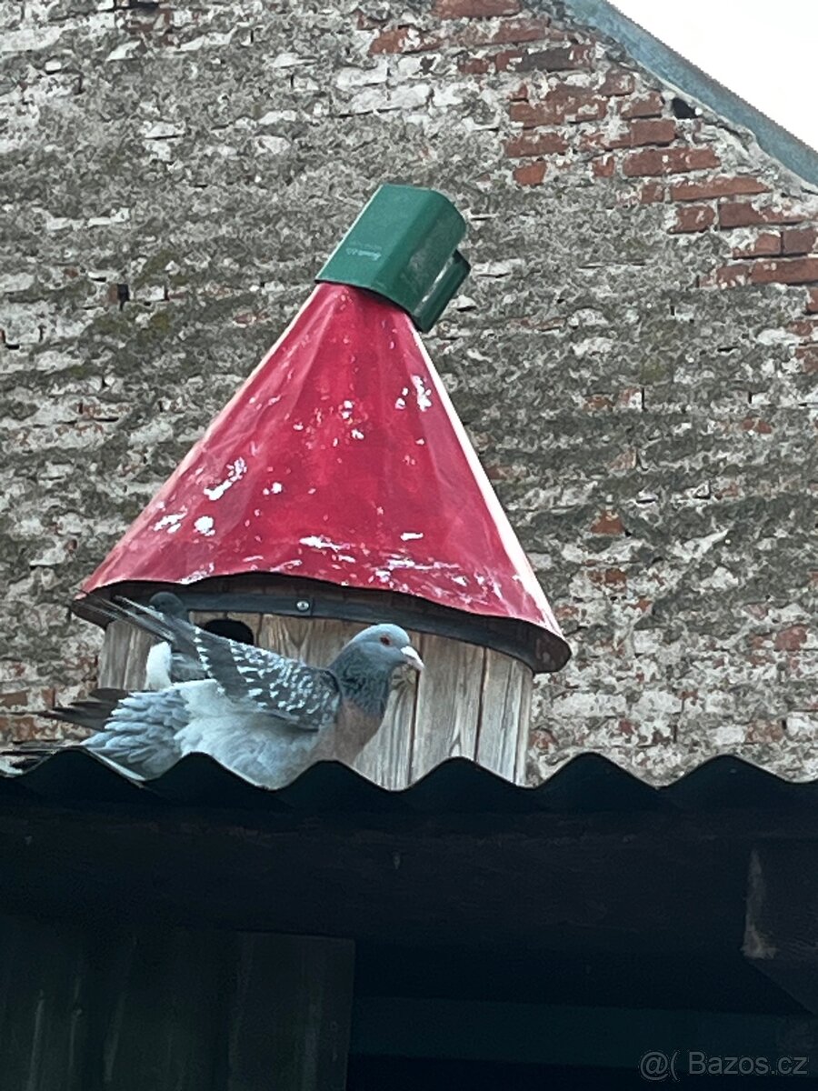 Holuby - 2