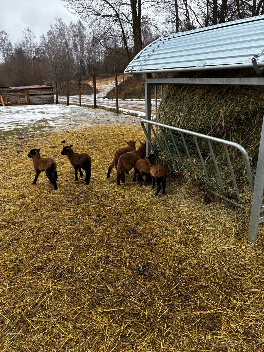 Kamerunské ovce - 2