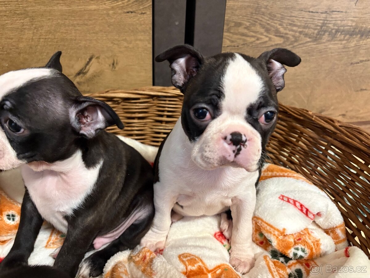 BOSTONSKÝ TERIÉR s PP - 2