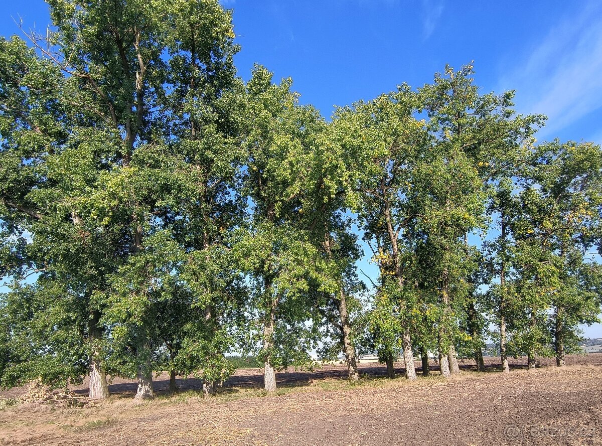 Topoly k vytěžení - 2