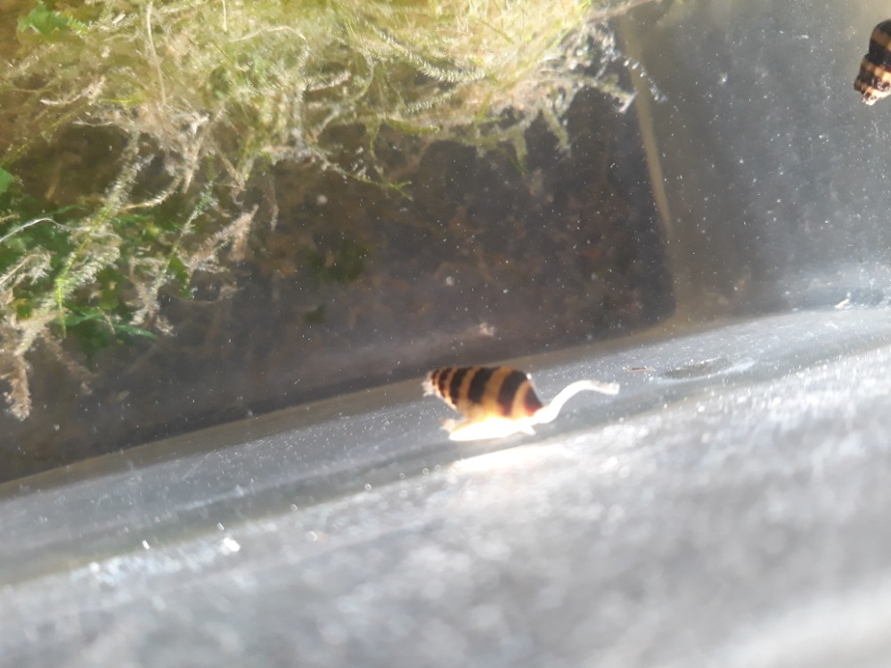 Akvarijní ryby,šneci,krevetky,rostliny - 2