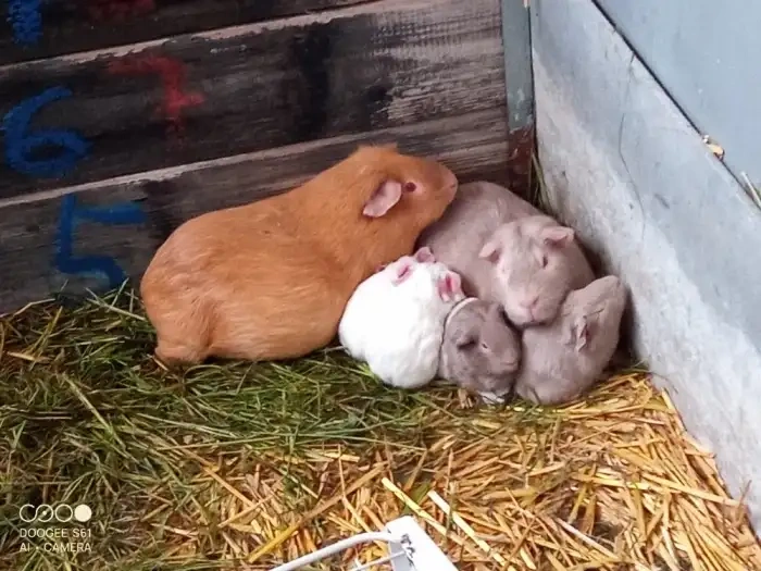 Obří Cuy morčata Doležal świnka morska Meerschweichen - 2