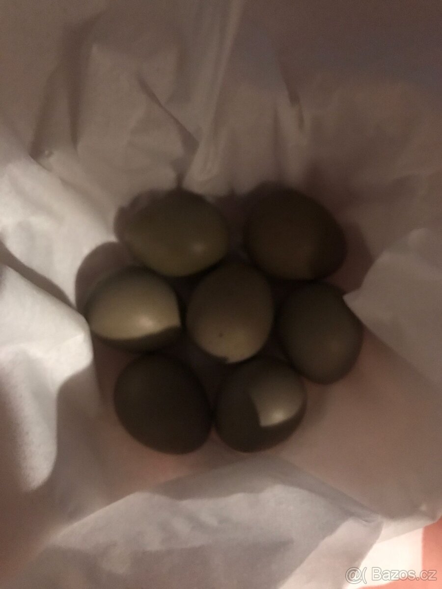 Křepelka čínská NV, mladí samečci - 2