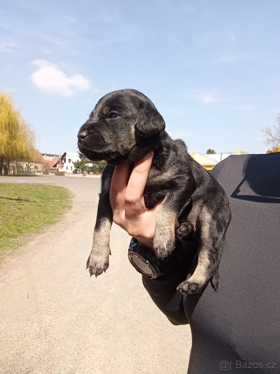 Štěňátko holčička - 2