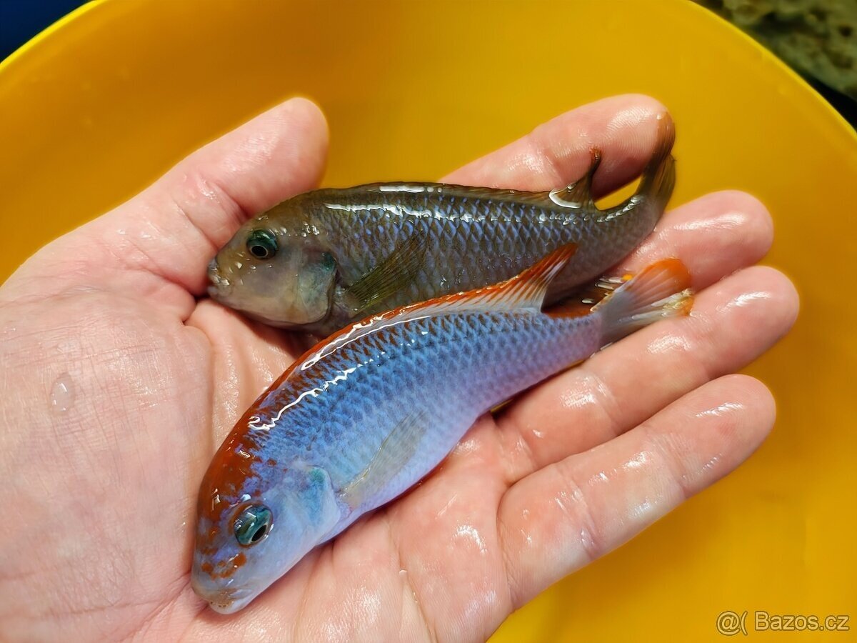 Pseudotropheus sp. "red top ndumbi" 7ryb - 2