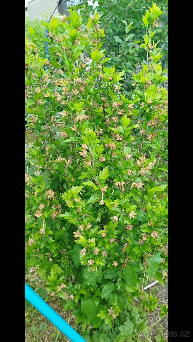 Daruji stromky - 2