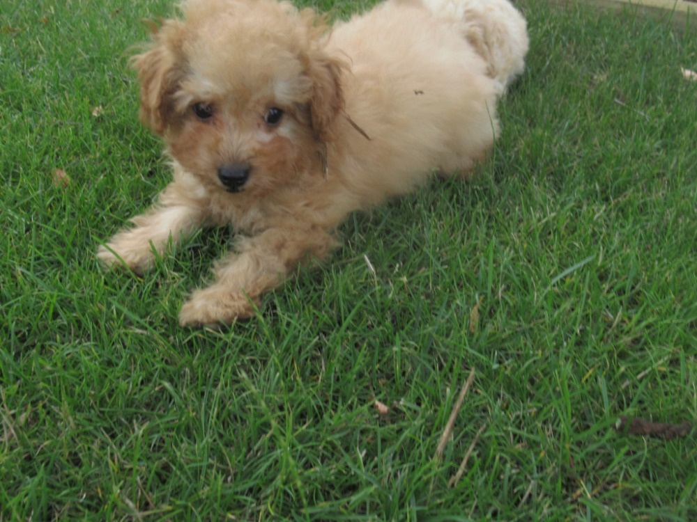 Maltipoo - 2