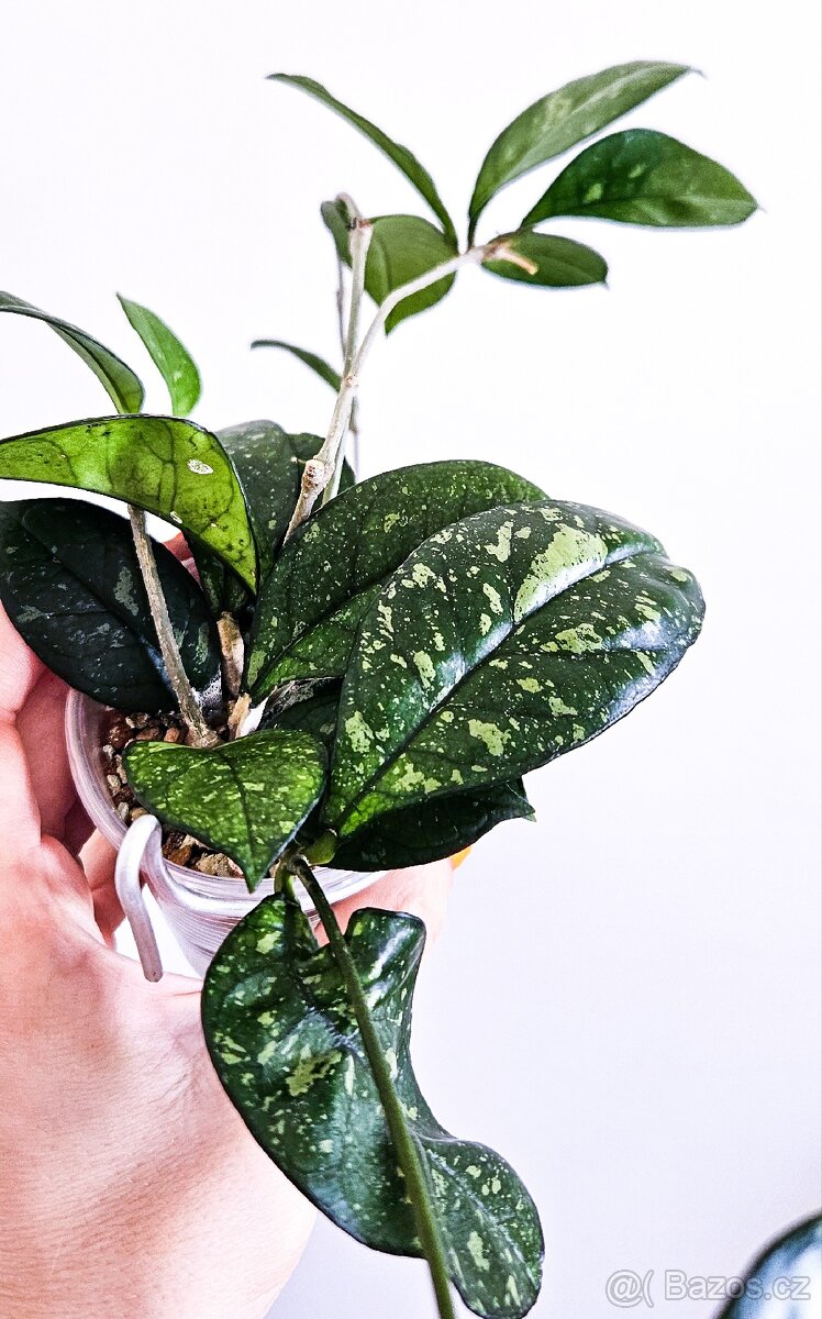 Hoya crassipetiolata splash (round leaves) - 2