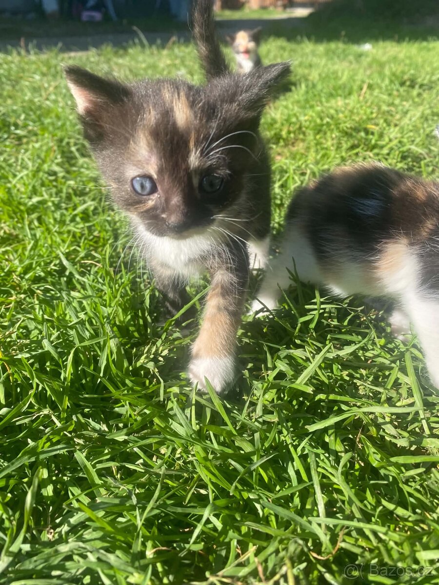 Daruji koťátka🐈😻 - 2