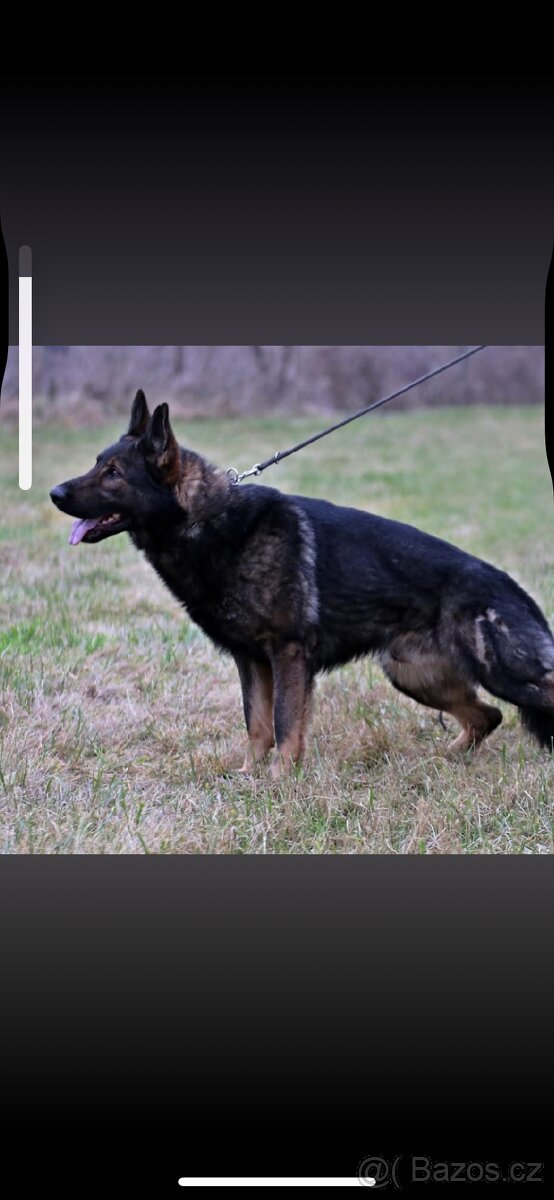 Německý ovčák - 2