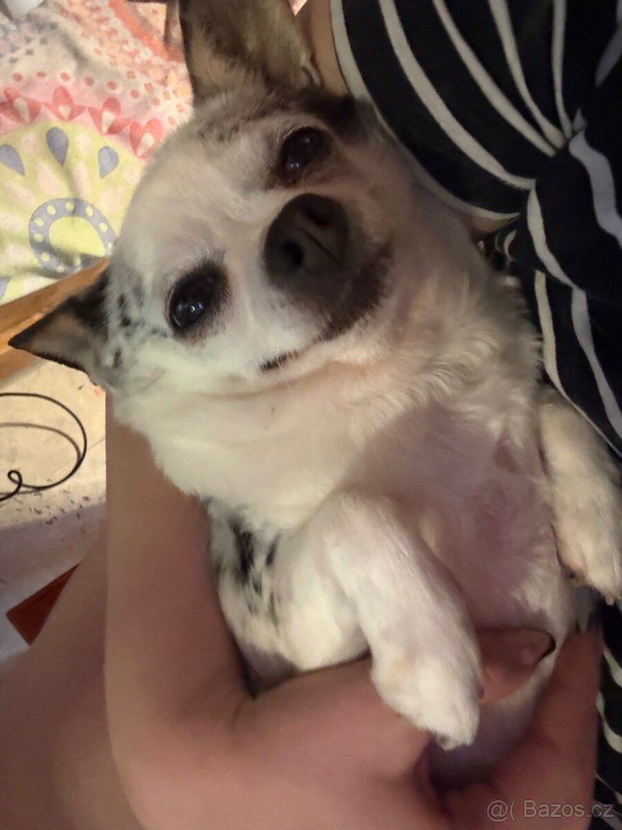 🐾Čivava maminka Marilyn a její dcera Barbie - 2