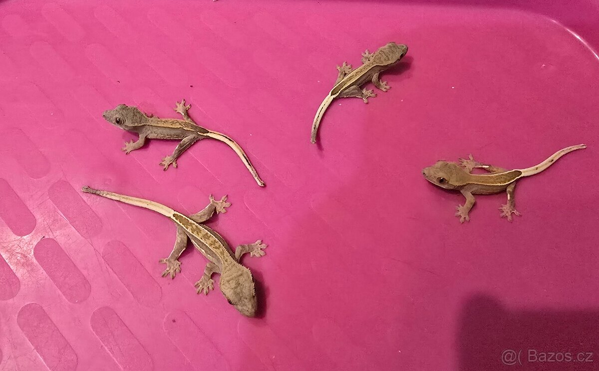 Pagekon řasnatý - 2