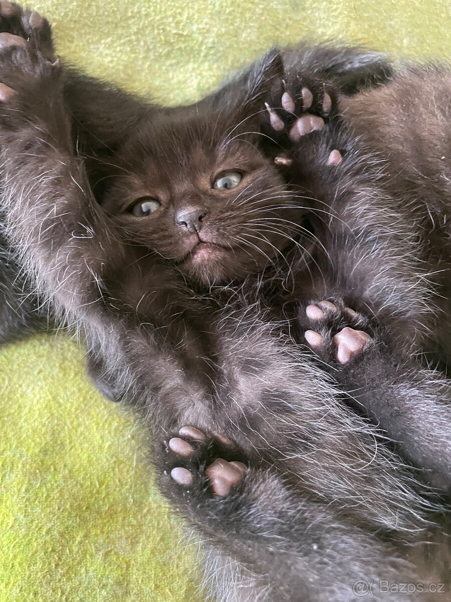 Koťátka - Lásky s tlapkami 🐾 a oušky - 2