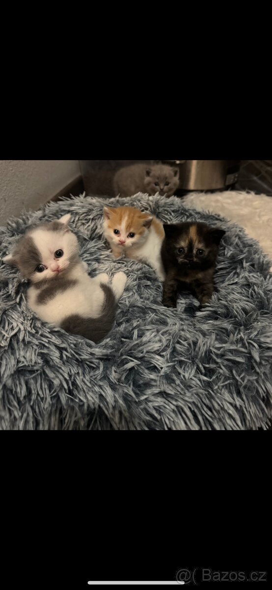 Britská koťátka s PP - 2