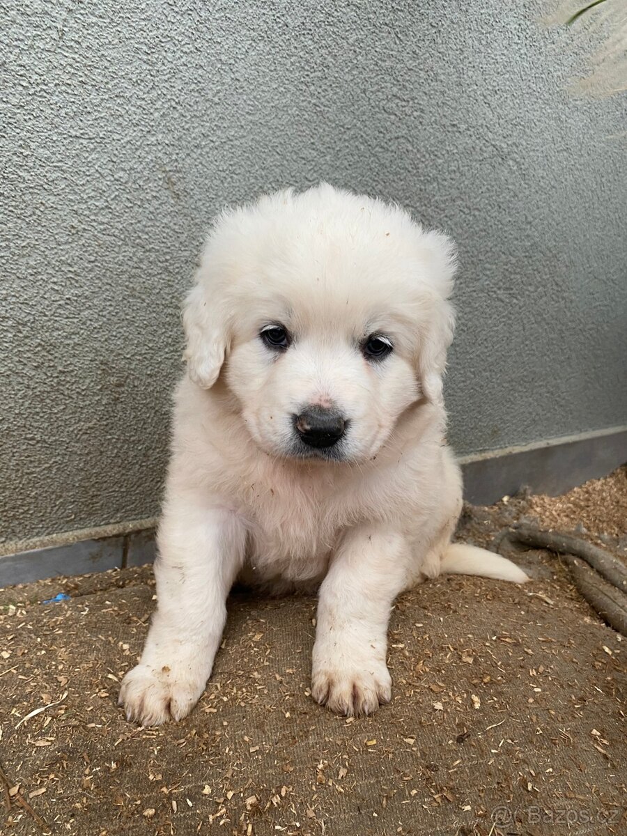 Prodám štěňata Slovenského čuvače - 2