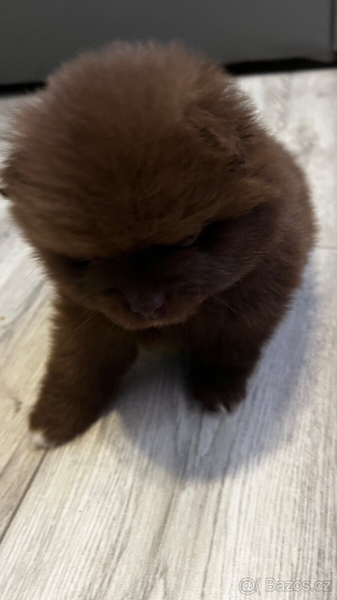 Německý pomerian/spic - 2