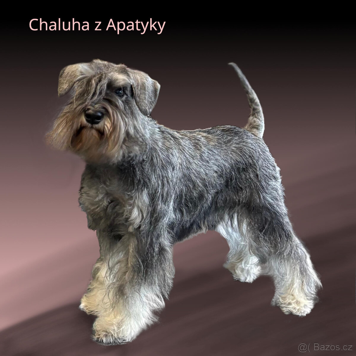 Štěňata - malý knírač - pepř a sůl - PP - 2