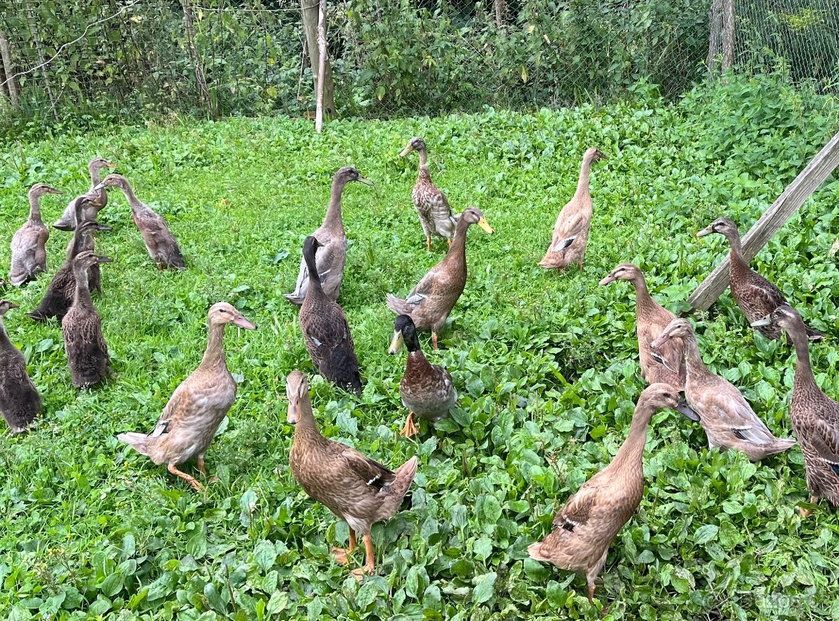 Indický běžec - 2